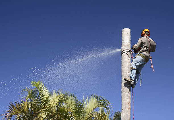 How Our Tree Care Process Works  in  Lebanon, MO