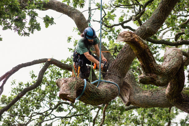 Leaf Removal in Lebanon, MO