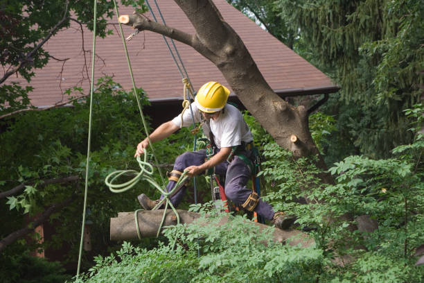 Best Tree and Shrub Care  in Lebanon, MO