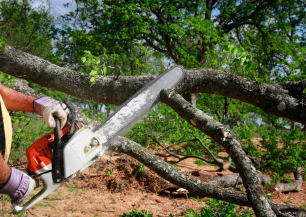 Reliable Lebanon, MO Tree Removal Services Solutions